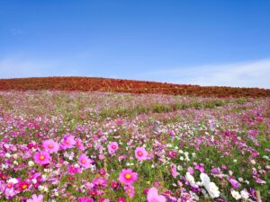 花の咲くなだらかな丘